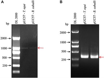 Development of Nested PCR and Duplex Real-Time Fluorescence Quantitative PCR Assay for the Simultaneous Detection of Theileria equi and Babesia caballi